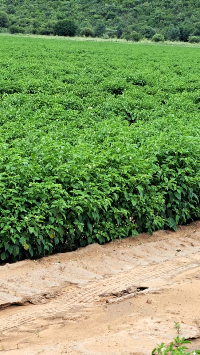 0 Bedroom Property for Sale in Alma Limpopo