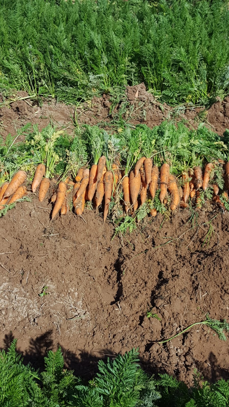 0 Bedroom Property for Sale in Alma Limpopo