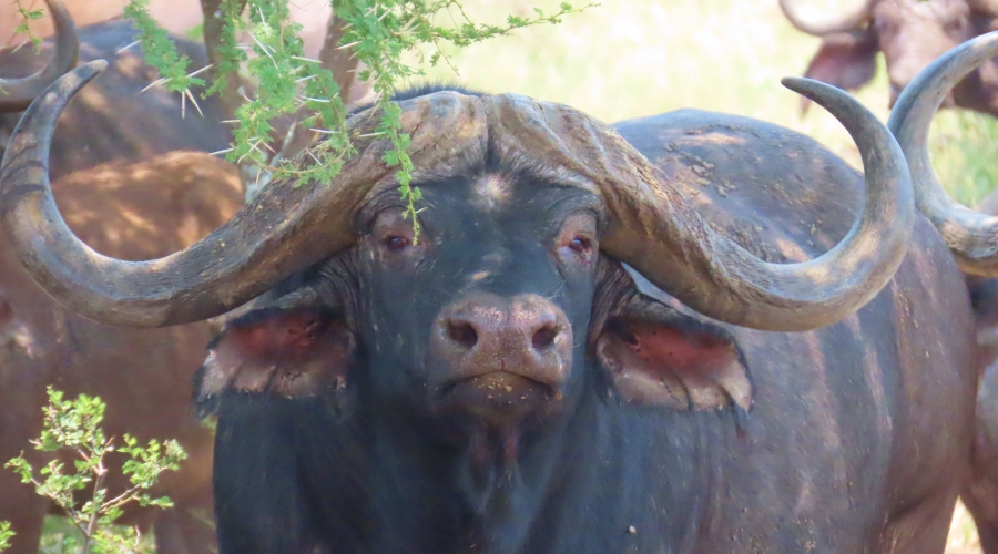 6 Bedroom Property for Sale in Dwaalboom Limpopo