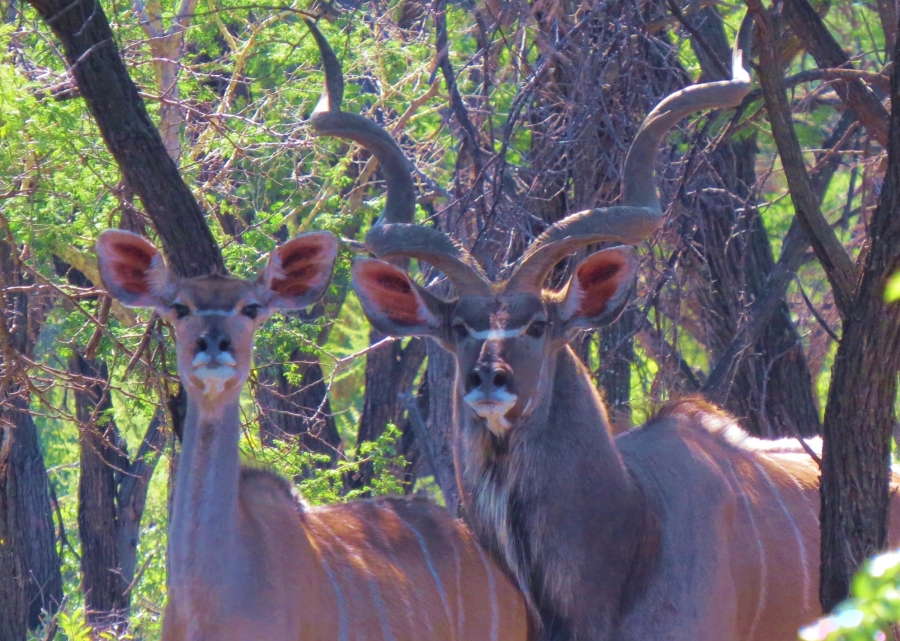 6 Bedroom Property for Sale in Dwaalboom Limpopo