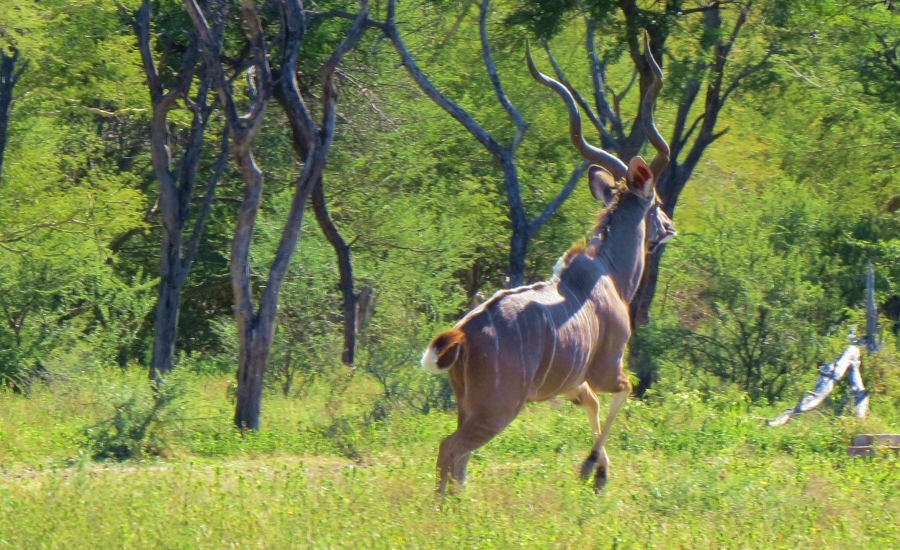 6 Bedroom Property for Sale in Dwaalboom Limpopo