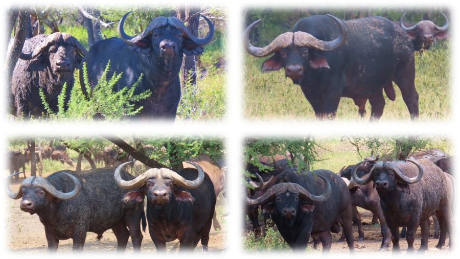 6 Bedroom Property for Sale in Dwaalboom Limpopo