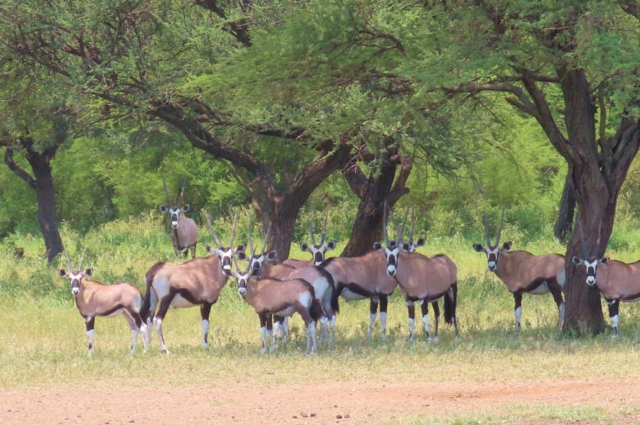 6 Bedroom Property for Sale in Dwaalboom Limpopo