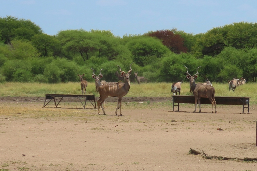 6 Bedroom Property for Sale in Dwaalboom Limpopo