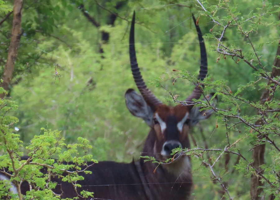 6 Bedroom Property for Sale in Dwaalboom Limpopo