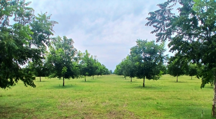 5 Bedroom Property for Sale in Bela Bela Limpopo