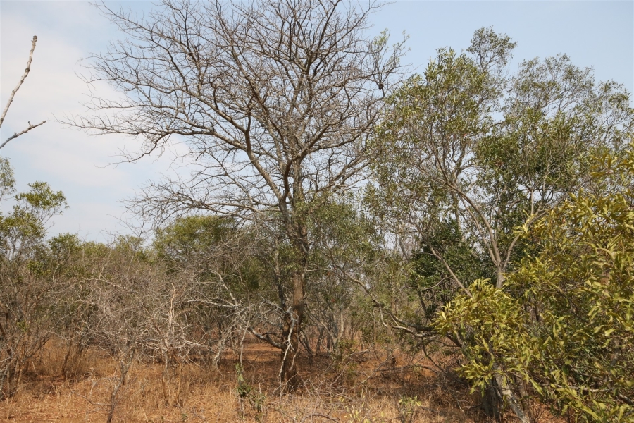 0 Bedroom Property for Sale in Moditlo Wildlife Estate Limpopo