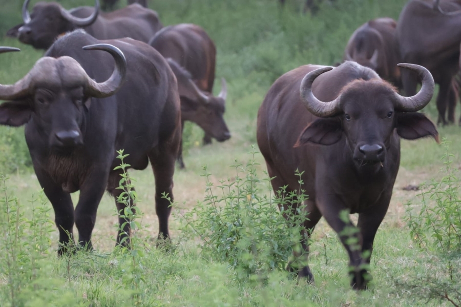 0 Bedroom Property for Sale in Bela Bela Limpopo