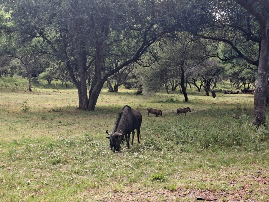 0 Bedroom Property for Sale in Zwartkloof Private Game Reserve Limpopo