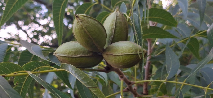 7 Bedroom Property for Sale in Bela Bela Limpopo