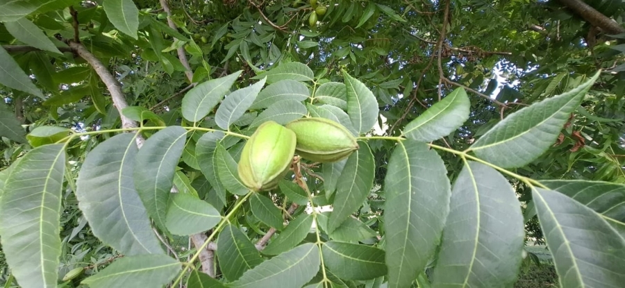 7 Bedroom Property for Sale in Bela Bela Limpopo