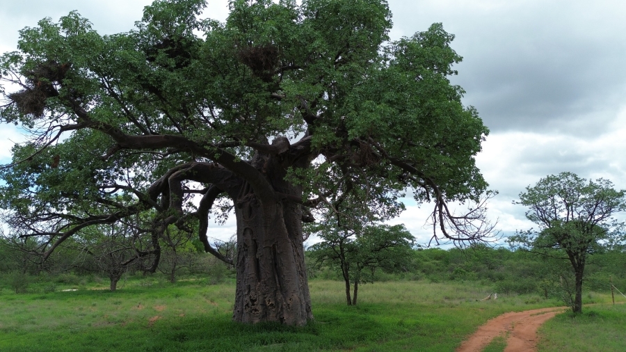 3 Bedroom Property for Sale in Musina Limpopo