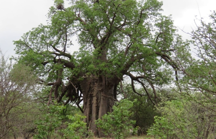 Commercial Property for Sale in Musina Limpopo