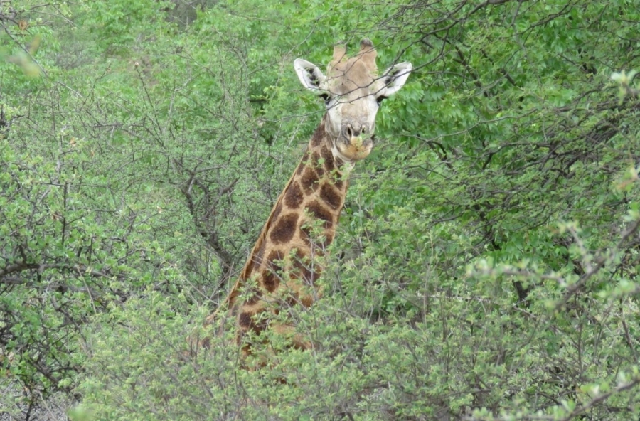 Commercial Property for Sale in Musina Limpopo