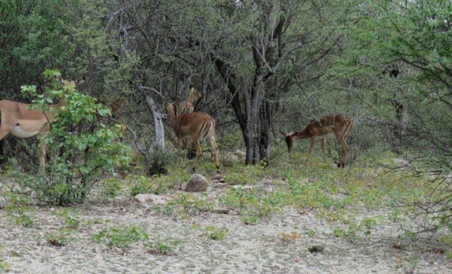 Commercial Property for Sale in Musina Limpopo