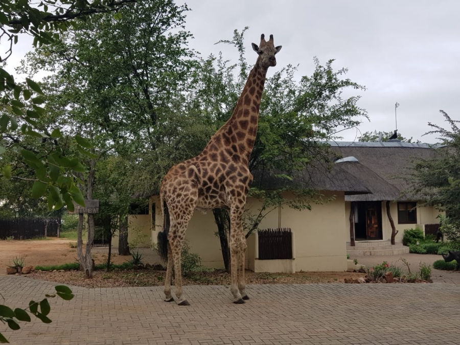 Commercial Property for Sale in Phalaborwa Limpopo