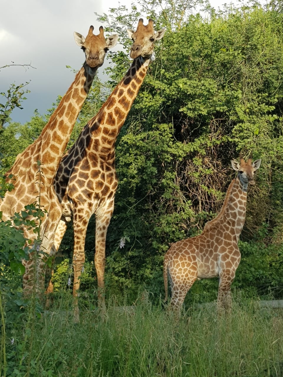 Commercial Property for Sale in Phalaborwa Limpopo