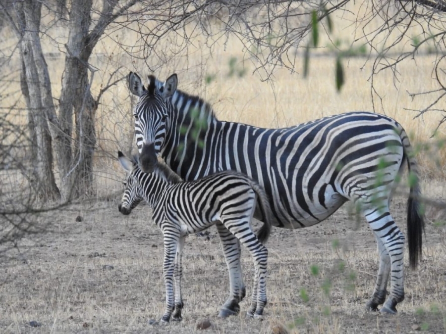 3 Bedroom Property for Sale in Rooiberg Limpopo