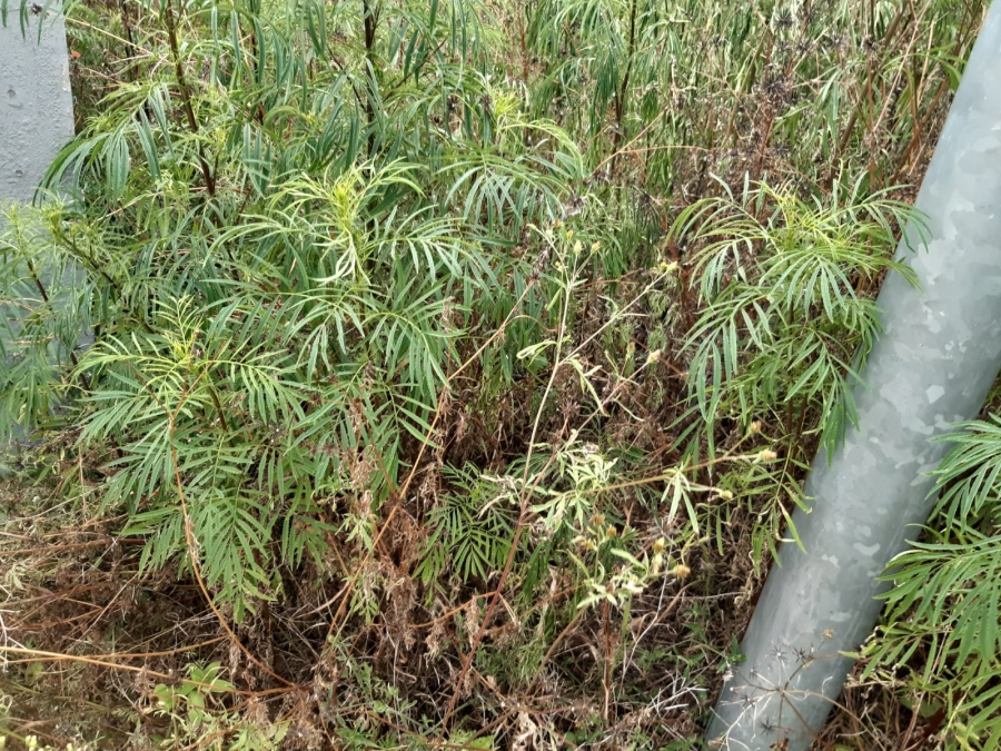 0 Bedroom Property for Sale in Serala View Limpopo