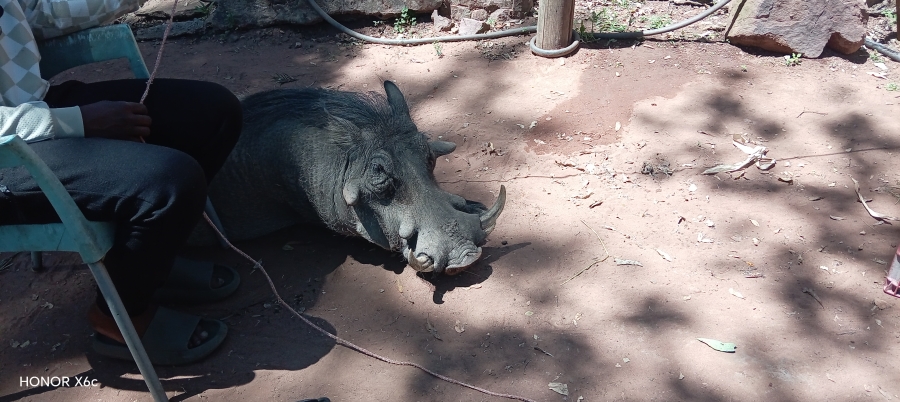 4 Bedroom Property for Sale in Bela Bela Limpopo