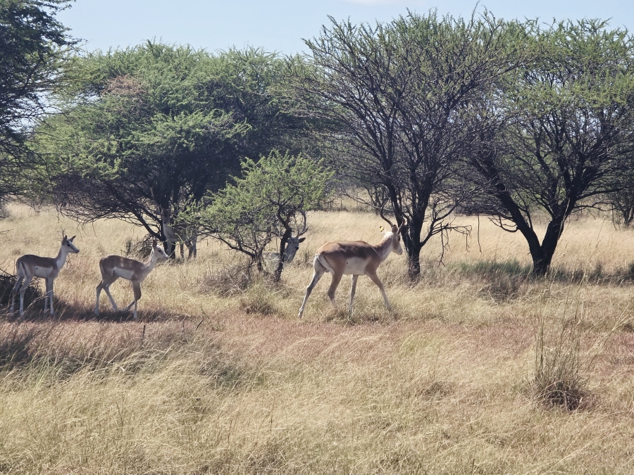 4 Bedroom Property for Sale in Radium Limpopo