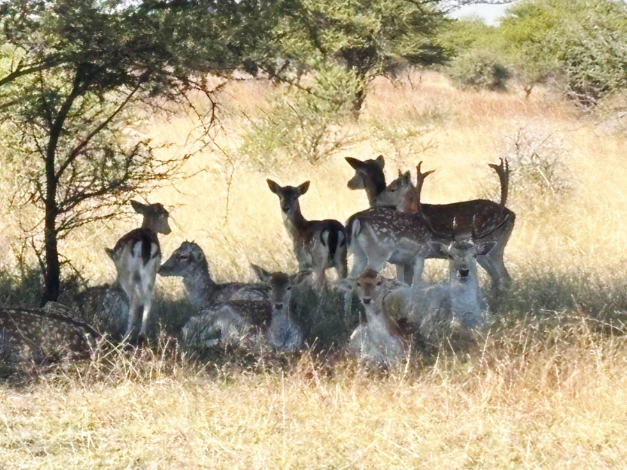 4 Bedroom Property for Sale in Radium Limpopo