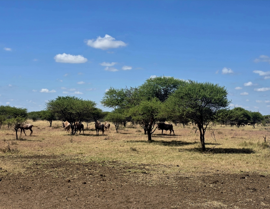 4 Bedroom Property for Sale in Radium Limpopo