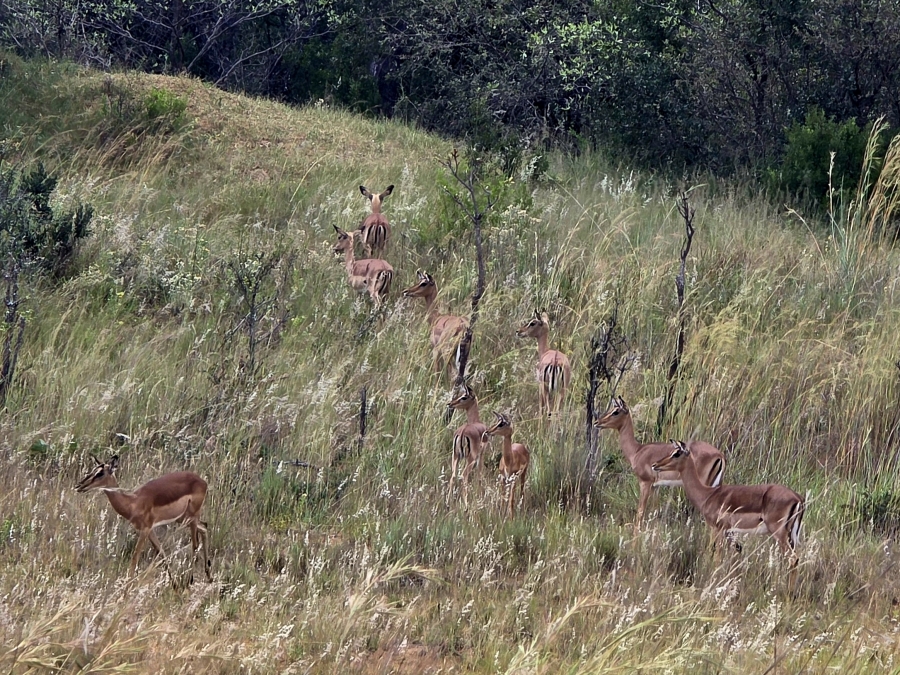 8 Bedroom Property for Sale in Mookgopong Limpopo