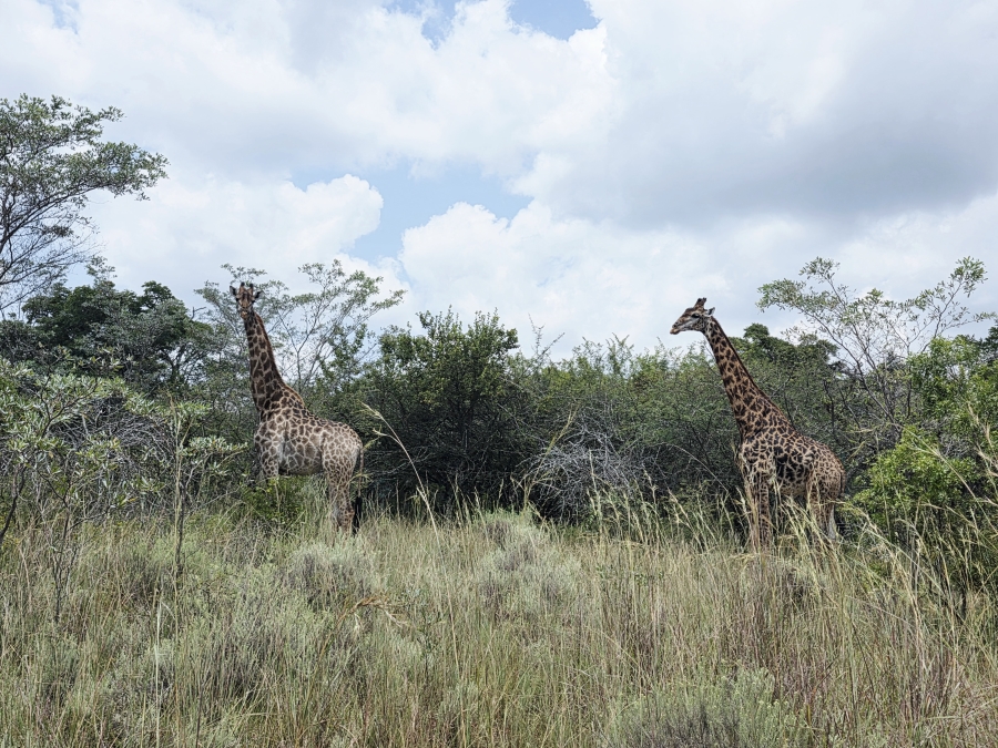 8 Bedroom Property for Sale in Mookgopong Limpopo