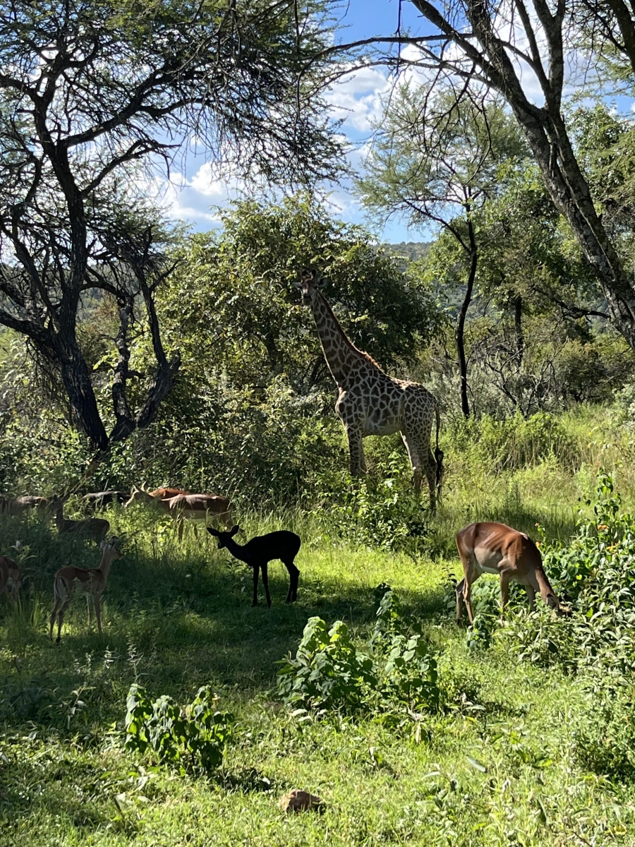 2 Bedroom Property for Sale in Mookgopong Rural Limpopo