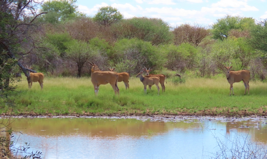 9 Bedroom Property for Sale in Thabazimbi Rural Limpopo