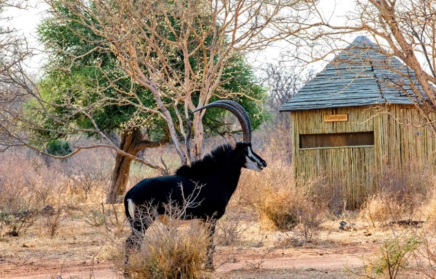 9 Bedroom Property for Sale in Thabazimbi Rural Limpopo