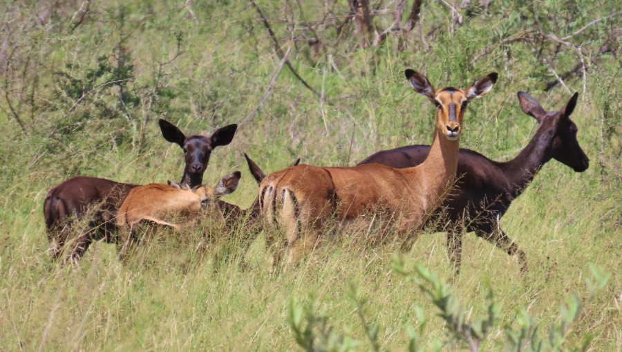 9 Bedroom Property for Sale in Thabazimbi Rural Limpopo