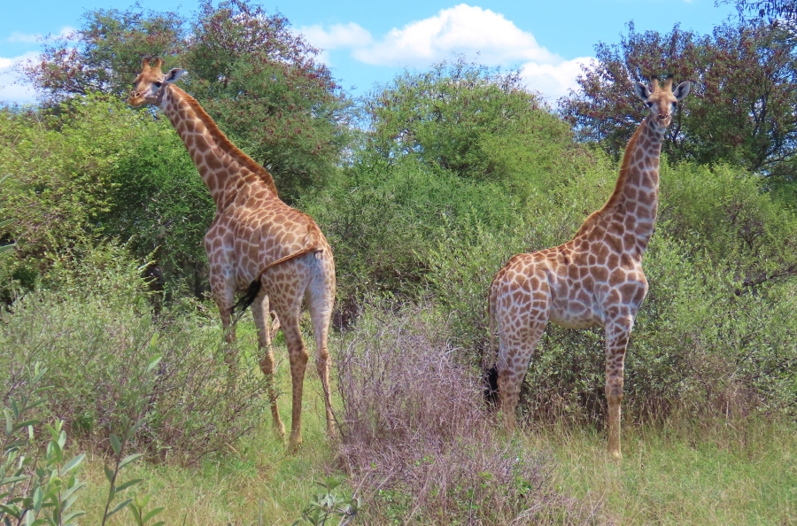 9 Bedroom Property for Sale in Thabazimbi Rural Limpopo