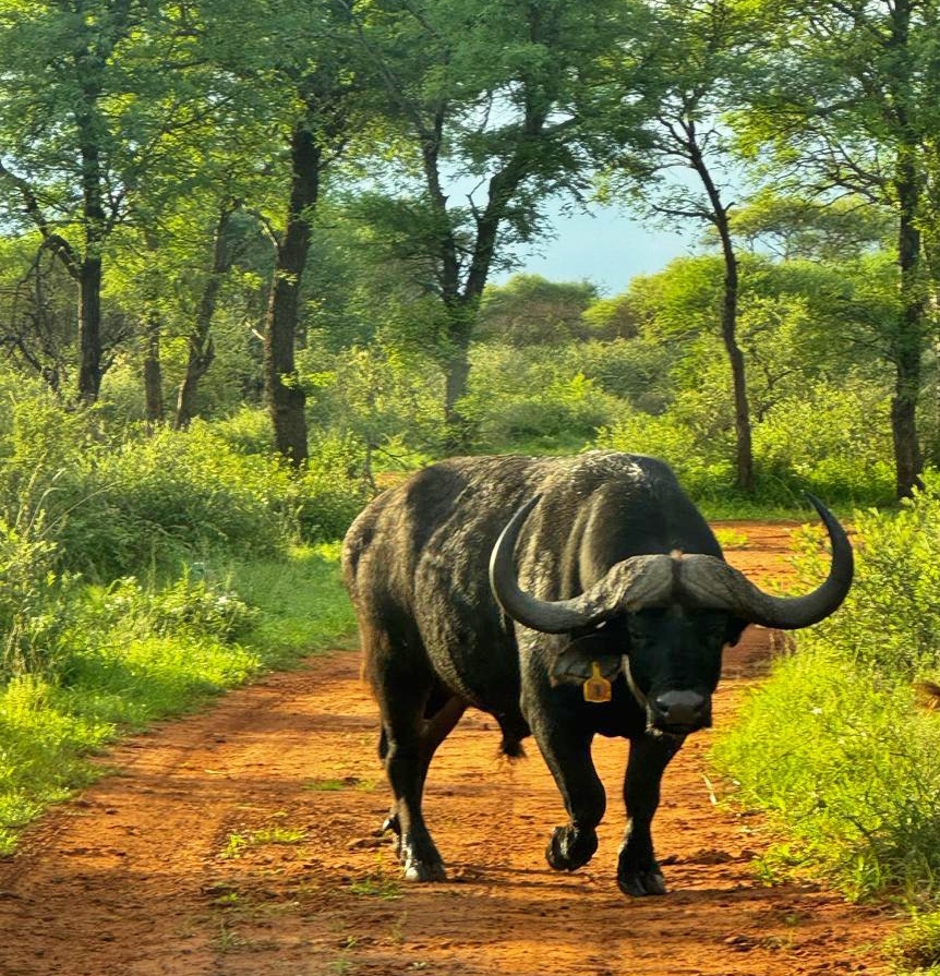 9 Bedroom Property for Sale in Thabazimbi Rural Limpopo