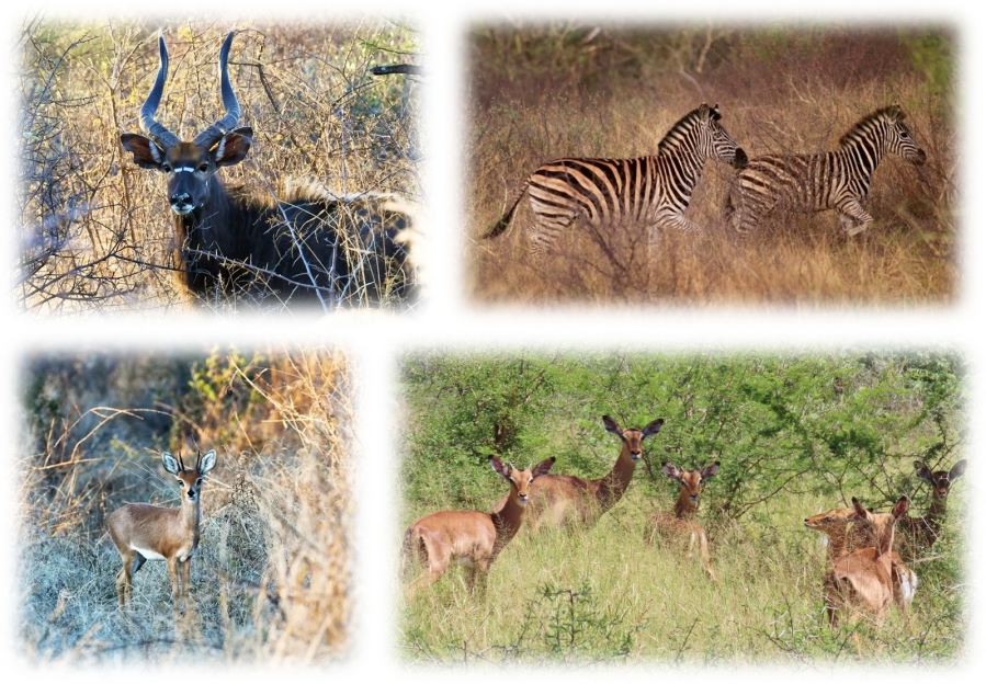 9 Bedroom Property for Sale in Thabazimbi Rural Limpopo