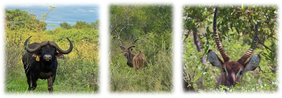 9 Bedroom Property for Sale in Thabazimbi Rural Limpopo