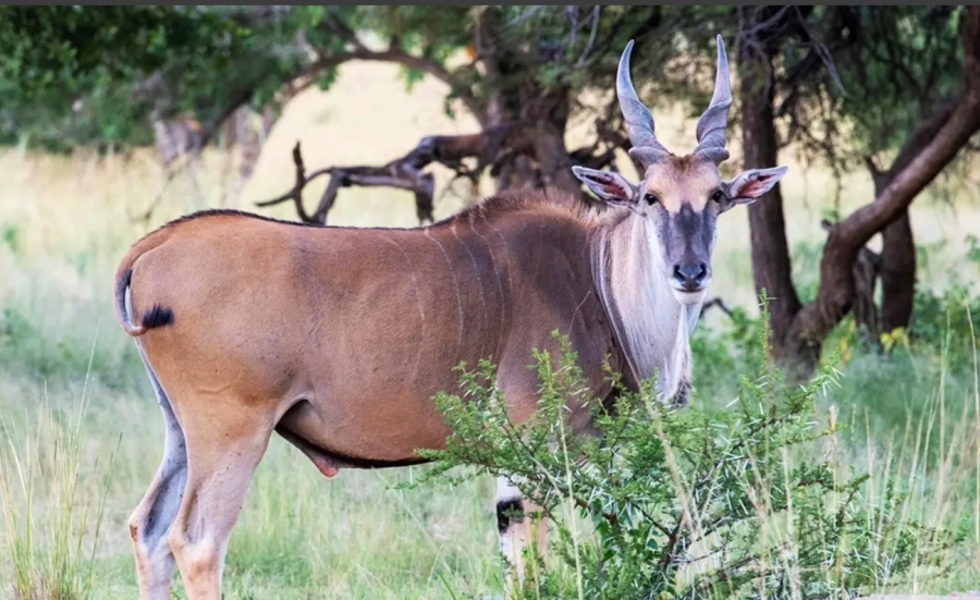 9 Bedroom Property for Sale in Thabazimbi Rural Limpopo