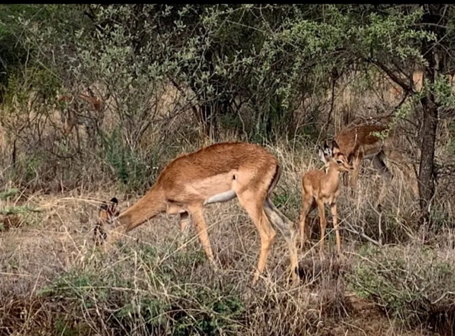 0 Bedroom Property for Sale in Shona Langa Limpopo