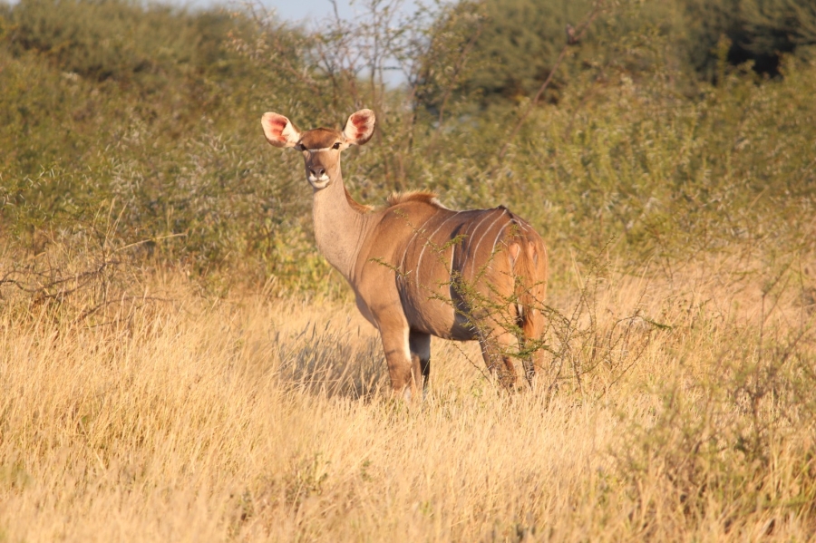 4 Bedroom Property for Sale in Thabazimbi Limpopo