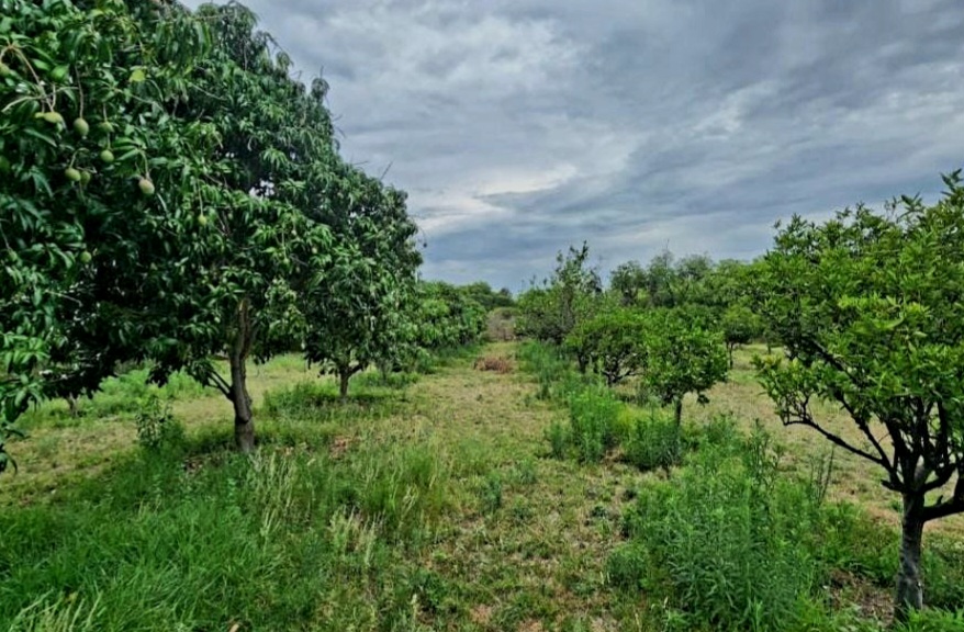 32 Bedroom Property for Sale in Naboomfontein AH Limpopo