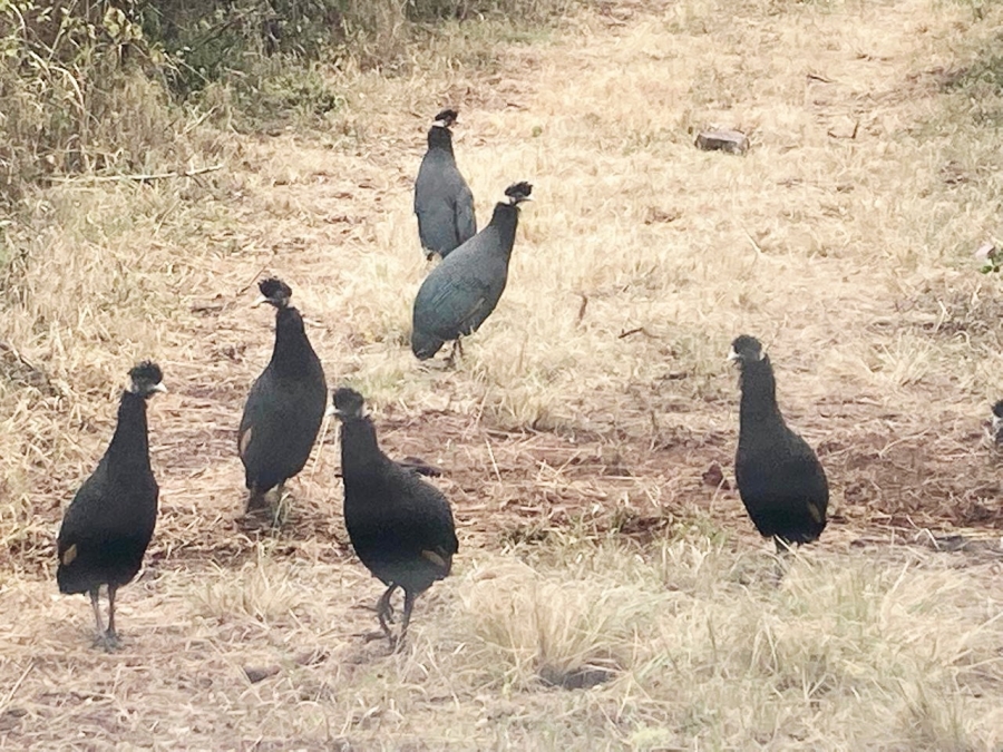 3 Bedroom Property for Sale in Vivo Limpopo