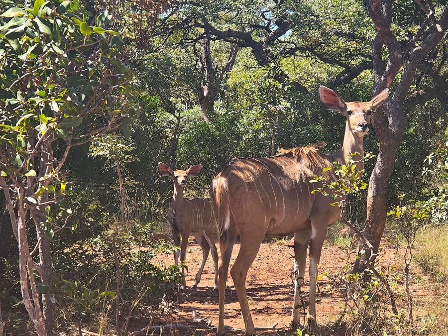 0 Bedroom Property for Sale in Bela Bela Limpopo