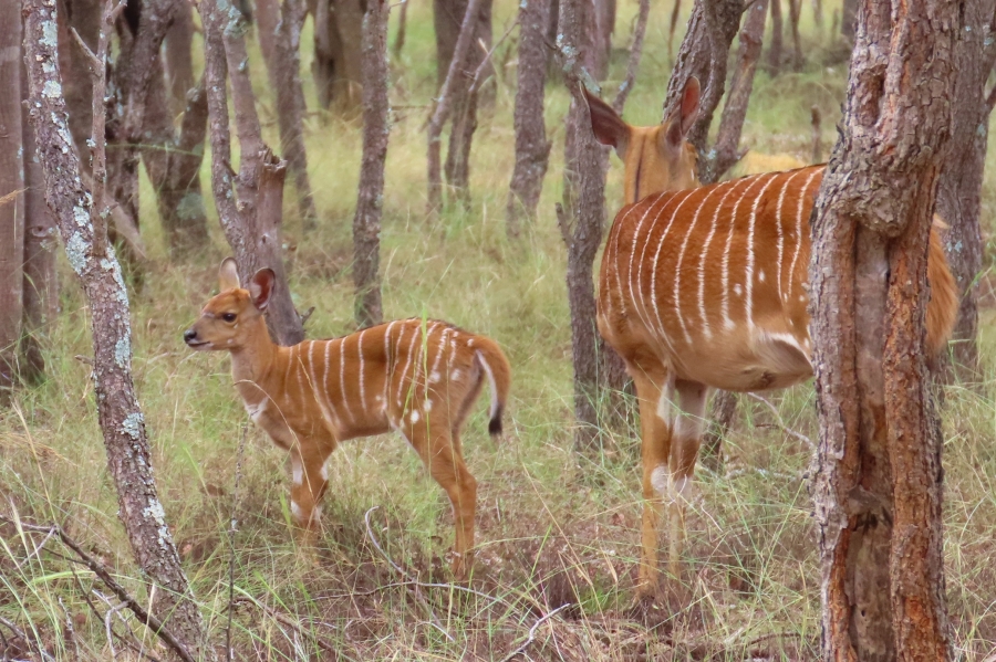 3 Bedroom Property for Sale in Vaalwater Limpopo