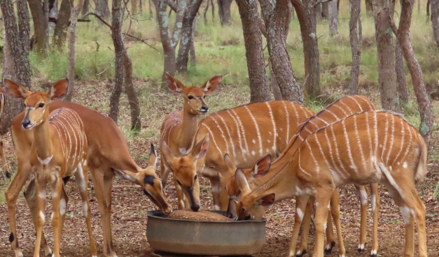 3 Bedroom Property for Sale in Vaalwater Limpopo