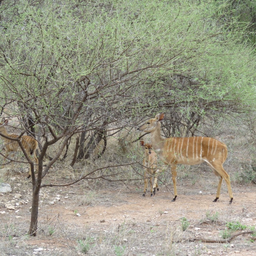 3 Bedroom Property for Sale in Bale Limpopo