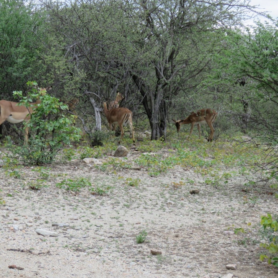 3 Bedroom Property for Sale in Bale Limpopo