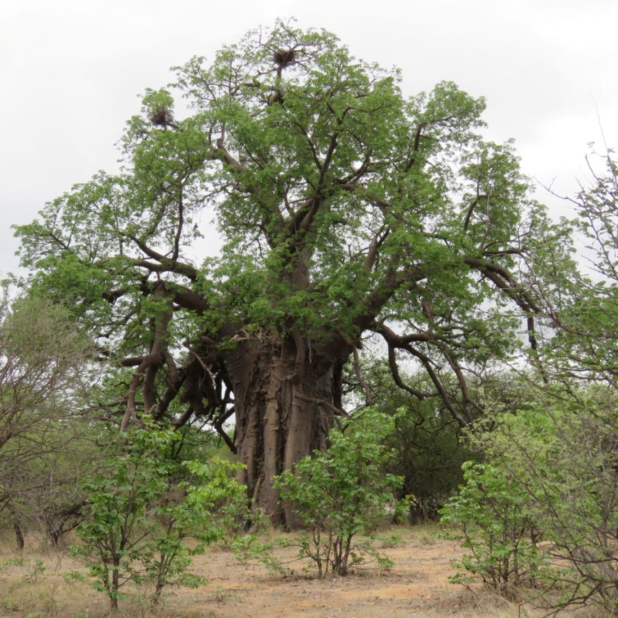 3 Bedroom Property for Sale in Bale Limpopo