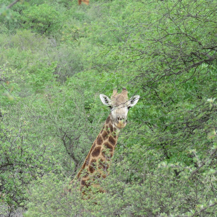 3 Bedroom Property for Sale in Bale Limpopo