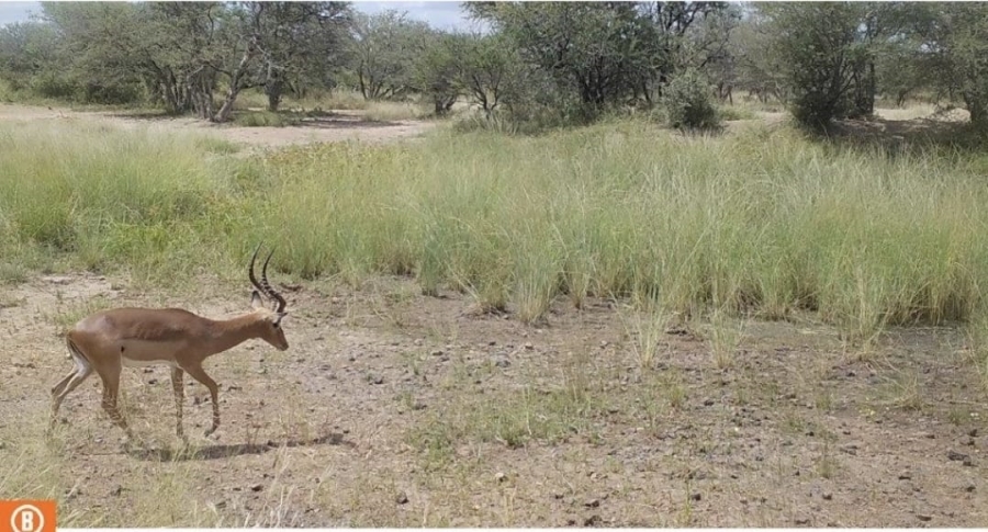 4 Bedroom Property for Sale in Lephalale Limpopo